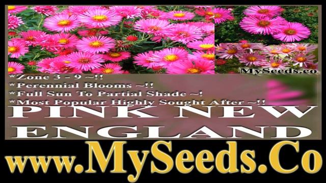 Aster Pink New England Flower Seeds Cut Flower Full Sun Part Shade by www. MySeeds.Co смотреть онлайн