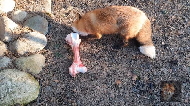 Алиса Лиса ( Алиса и Кость ) смотреть онлайн