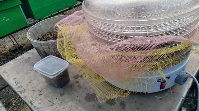 Пчелиный подмор. Сушим. смотреть онлайн
