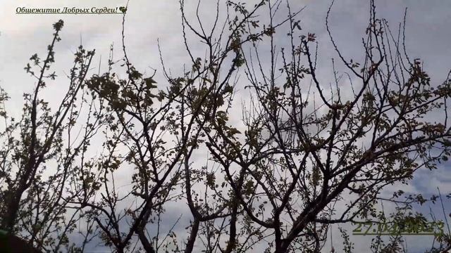 УКЛАДКА ЛАМИНАТА. ОТКРЫТИЕ ГРЯДОЧНОГО СЕЗОНА))). УСТАНОВКА ВЫТЯЖКИ. смотреть онлайн