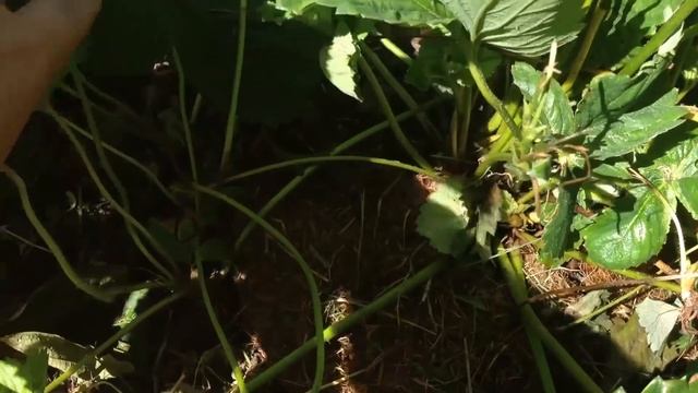 Что делать с клубникой после сбора урожая смотреть онлайн