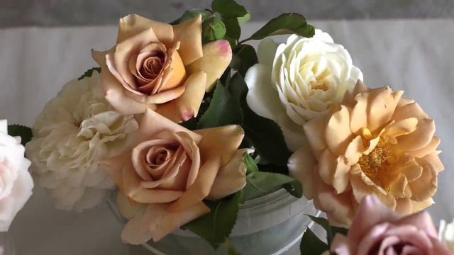 коко-локо, хоней дижон, мокароза, питомник роз полины козловой rozarium.biz ,coffee colored roses смотреть онлайн