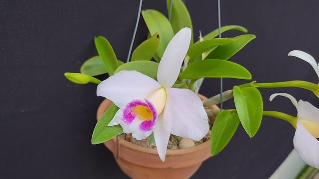 Laelia Spectabilis ( Laelia Praestans )