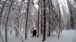 Охота на лося, в Пермском крае.