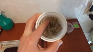 Катальпа - «Дерево Счастья» Быстрая всхожесть семян. (Отличный медонос)