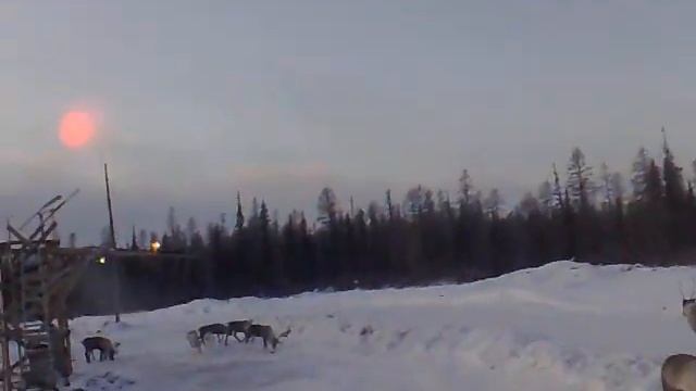 якутские олени смотреть онлайн