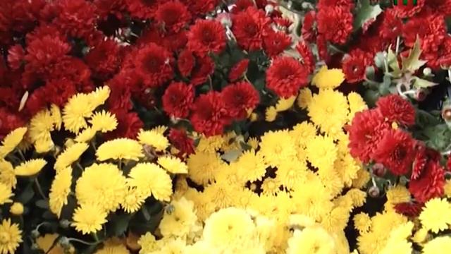 Штучні чи живі квіти купують ужгородці до Дня пам'яті? смотреть онлайн