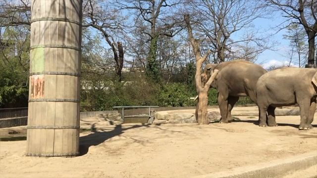 Berlin Zoo (Zoologischer Garten Berlin) смотреть онлайн
