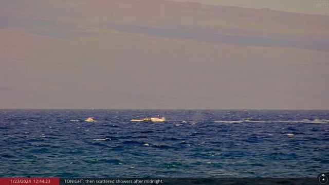 Humpback Whale Breaches Caught On Camera In Maui, Hawaii (Jan 23, 2024)