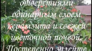 ЛИЧИ выращивание в домашних условиях