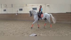 Искусственные аллюры лошадей|#аллюры лошадей