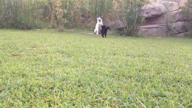 Милые кошки (( в Турции )) смотреть онлайн