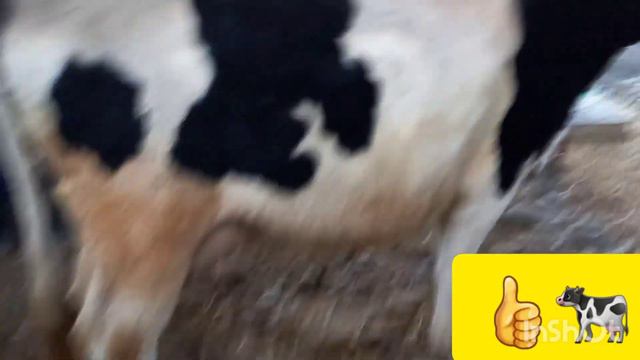 Молбозор Спитамен Гови Зур буромад подписаться. лайка.👍🐄🐄🤲928893294 смотреть онлайн