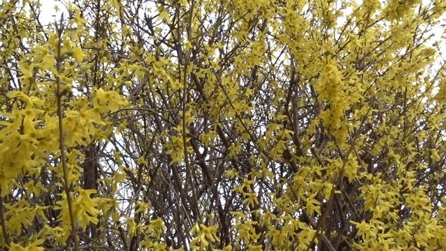 Forsythia suspensa (Thunb.) Vahl čes. zlatice převislá смотреть онлайн