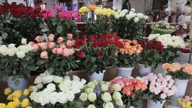 розы смотреть онлайн