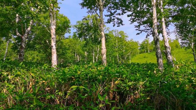 Спокойная и расслабляющая музыка для отдыха. Прогулка по старой лесной дороге. смотреть онлайн