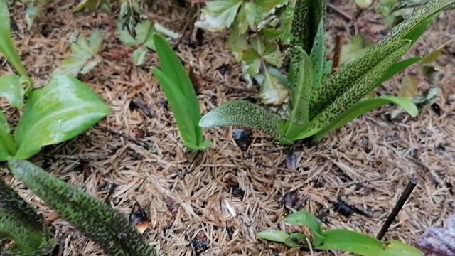 Орхидеи Любка Двулистная (Platanthéra bifólia) и Дактилориза (Dactylorhíza) в середине мая 2023 смотреть онлайн