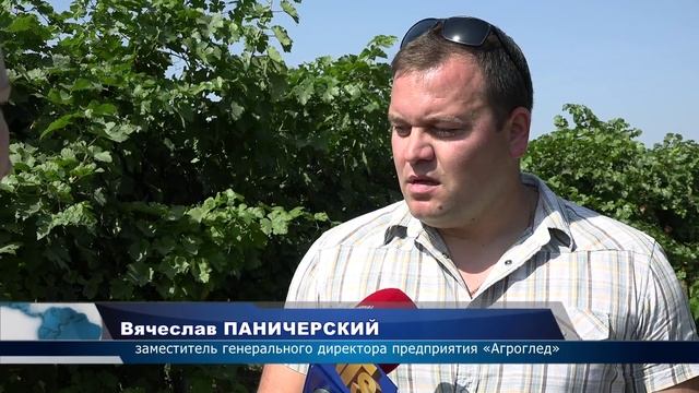 НАЧАЛАСЬ УБОРКА ВИНОГРАДА смотреть онлайн