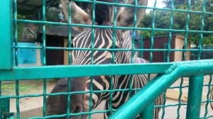 Зоопарк  Сочи "Октябрьский".