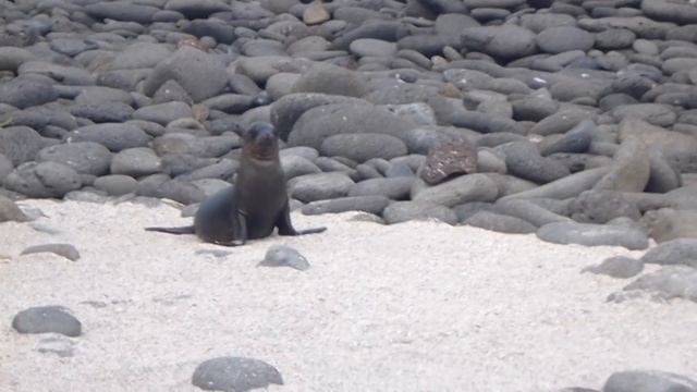 Baby Sea Lion finds Mom & Nurses (Galapagos Islands) смотреть онлайн