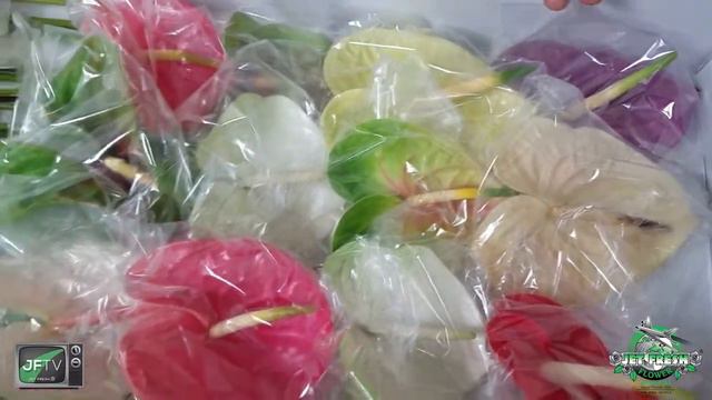 JFTV: Dutch Anthurium with the Fern смотреть онлайн