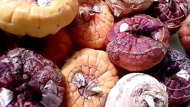 Луковицы гладиолусов смотреть онлайн