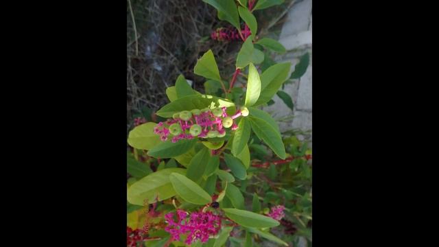 Phytolacca americana Greece by Theo Fotiadis смотреть онлайн