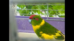 Подробности Какарика