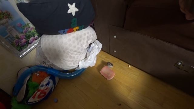 ДАНЯ ОТКРЫЛ КЛЕТКУ И ХОМЯКИ СБЕЖАЛИ? смотреть онлайн