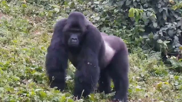 Осторожно обезьяны. Как живет большая обезьяна в природе. смотреть онлайн