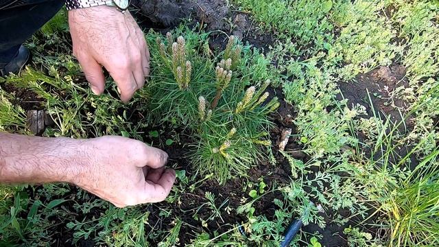 формировка сосны горной (начальный этап) смотреть онлайн