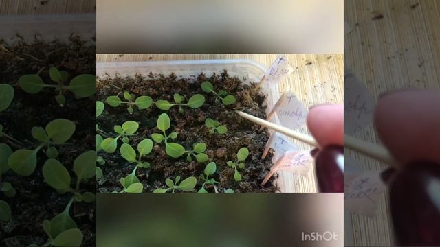 Петунии скажут вам спасибо смотреть онлайн