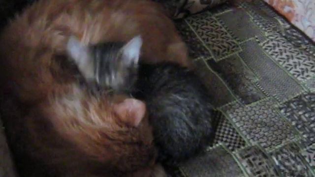 Умывание Персика смотреть онлайн
