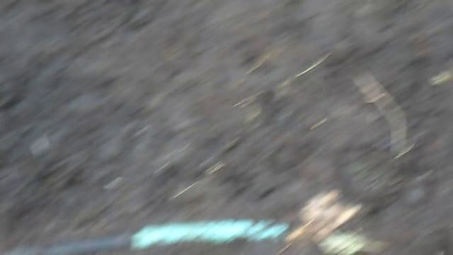 как определить гусака смотреть онлайн