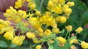 Вечнозеленая магония - неприхотливый и антивандальный кустарник!