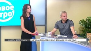 Советы ветеринара: мочекаменная болезнь у кошек