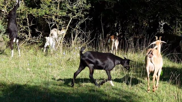 Самые прожорливые - Домашние животные смотреть онлайн