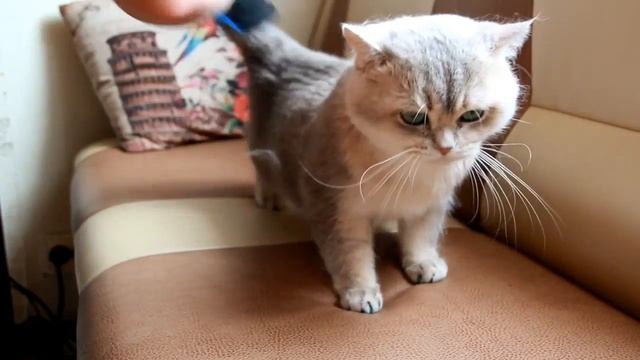 Перчатка-расческа для кошек смотреть онлайн