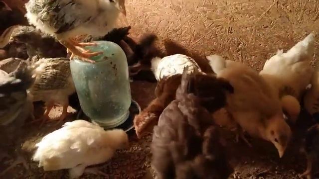 КАК ВЫРАСТИТЬ ЗДОРОВОГО ЦИПЛЕНКА? КОРМЛЕНИЕ И ВИПОЙКА ЦИПЛЯТ ВИТАМИНЫ ВЫРАЩИВАНИЕ ЦИПЛЯТ ОТ А ДО Я!