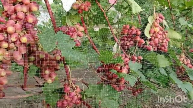 Виноград КУПИДОН -Выбираем Лучшее из лучшего !!! смотреть онлайн