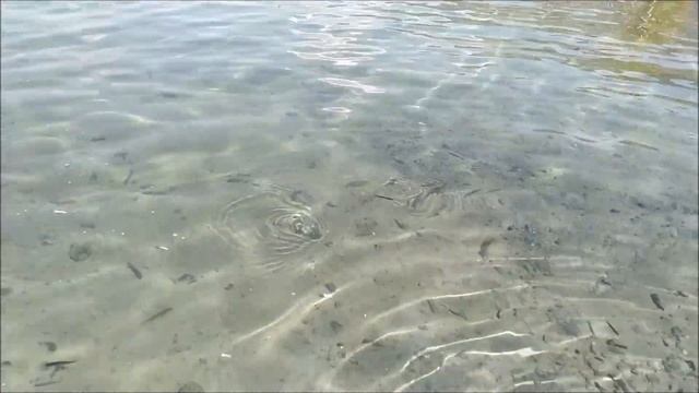 Зарыбление водоёма мальком судака смотреть онлайн
