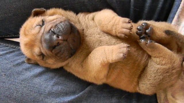 Гавкает во сне смотреть онлайн