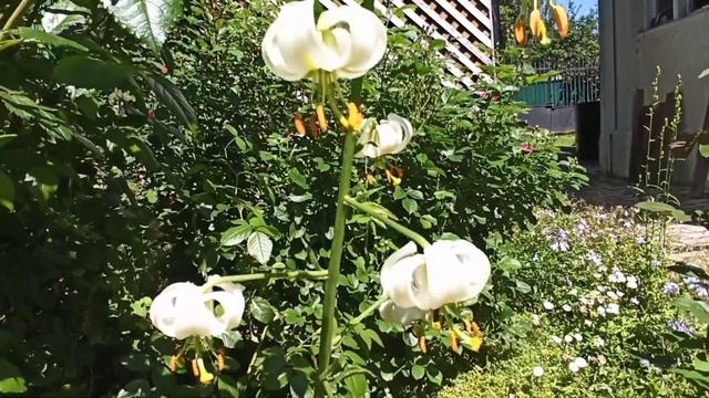 Лилии мартагон гибриды.