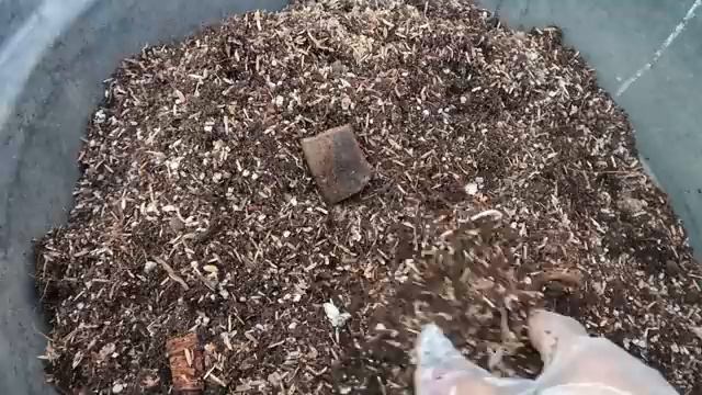 MY CALATHEA POTTING MIX! || Nalanta Ang Mga Halaman Sa Sobrang Init! смотреть онлайн