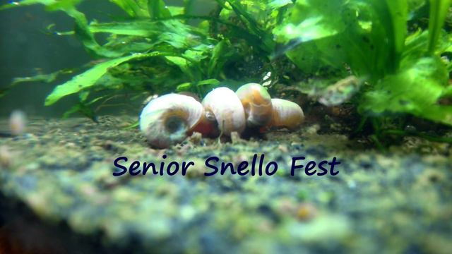 Senior snello fest смотреть онлайн