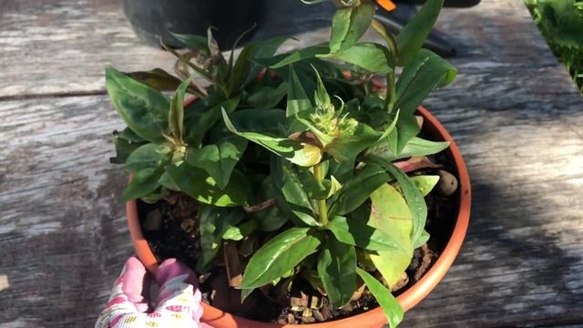 Английская Роза « Fisherman’s Friend » . Обзор и летняя посадка. смотреть онлайн