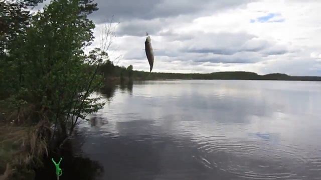 Озеро Глухое. Летняя рыбалка. смотреть онлайн