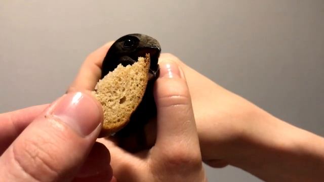 Птица залетела в окно смотреть онлайн