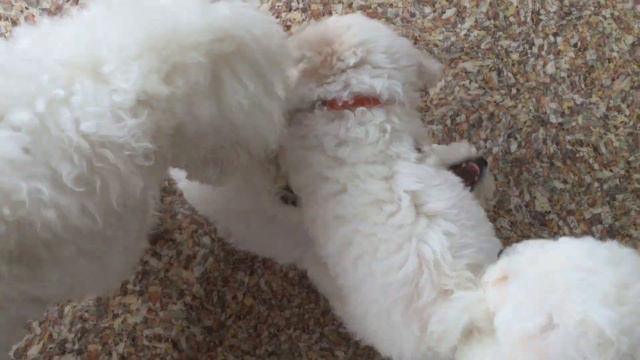 Щенки бишон Фризе смотреть онлайн