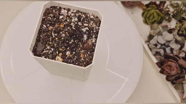 Эхеверии до и после. Echeveria с названием. смотреть онлайн